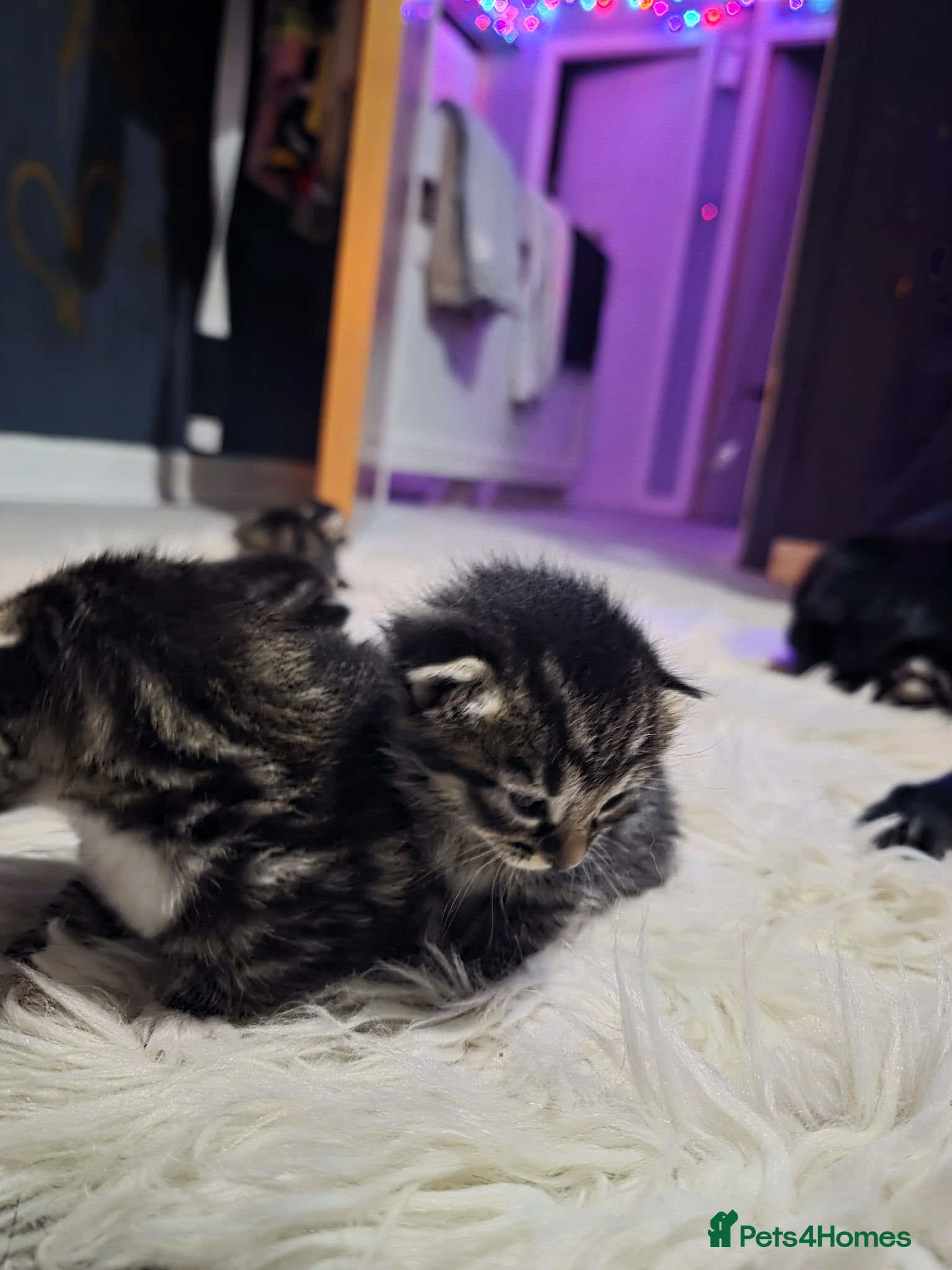 Mixed Breed cats for sale: Bengal mix in Margate - Advert 6