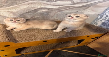 Scottish Fold cats - Advert 1