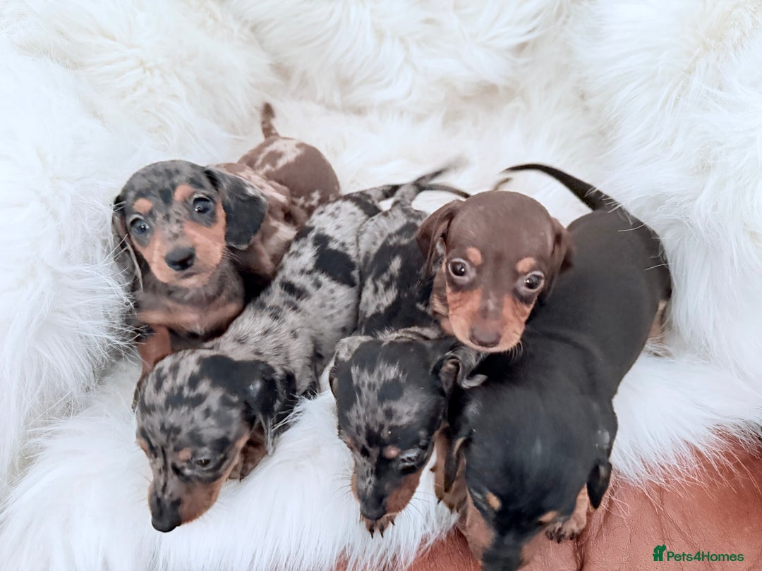 Miniature Dachshund dogs for sale: Stunning litter of Dapples 5 ⭐ Licensed Breeder - Image 14