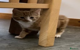 Mixed Breed cats for sale: KITTENS for Sale - Boys and Girls - Advert 11