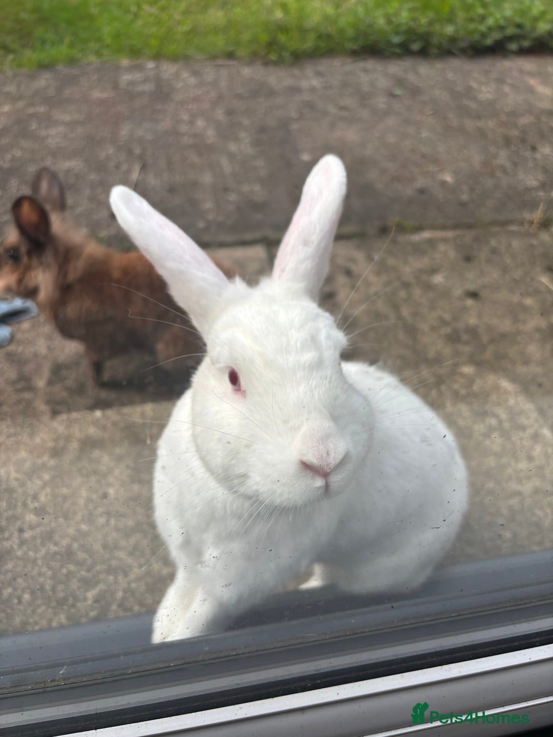 Mixed Breed rabbits for sale: 3Yr old Male & Female Rabbits - Advert 14