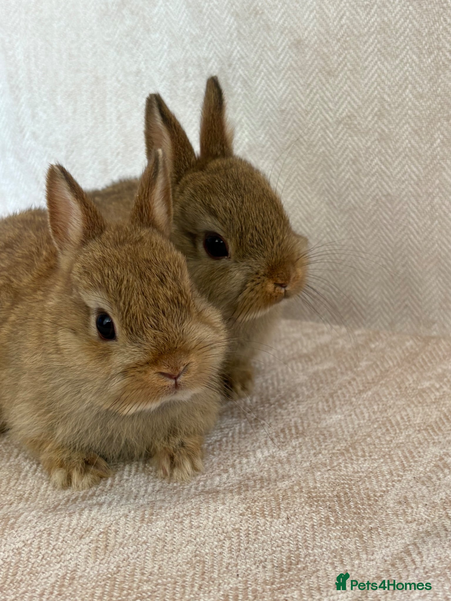 Netherland Dwarf rabbits Beautiful friendly Netherland Dwarfs - Advert 17