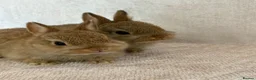Netherland Dwarf rabbits for sale: Only 8 weeks old Beautiful Netherland Dwarfs - Advert 1