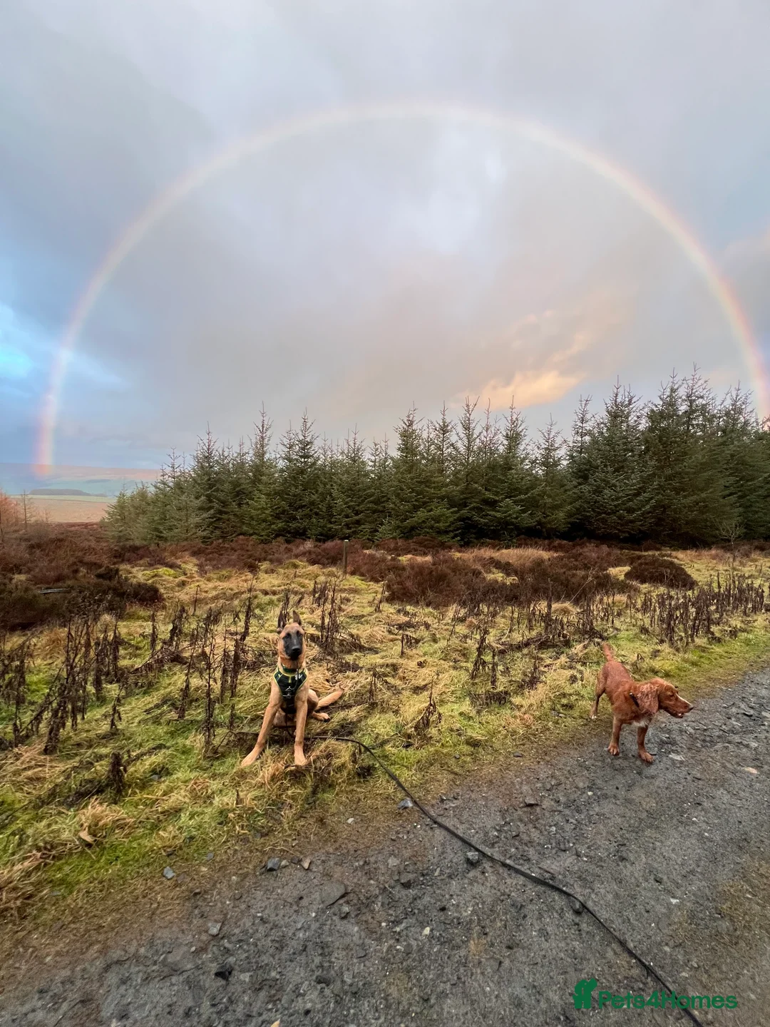 Belgian Shepherd Dog dogs for sale: Absolutely stunning 6 month old Belgium malinois - Advert 2