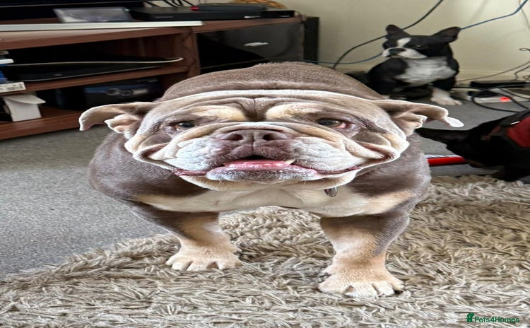 English Bulldog dogs - Advert 1