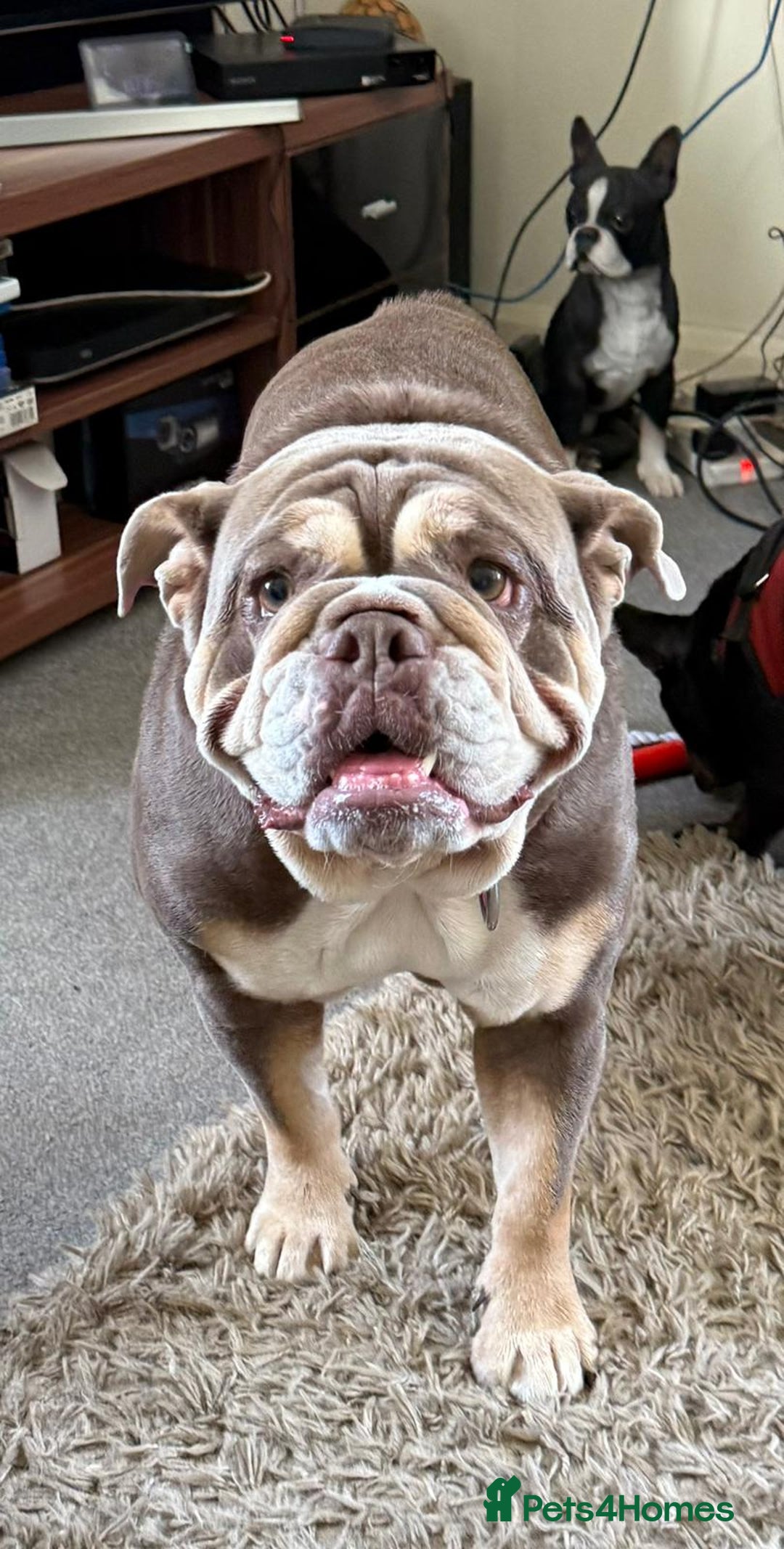 English Bulldog dogs for sale: English bulldog  - Image 1