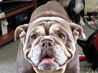 English Bulldog dogs - Advert 7