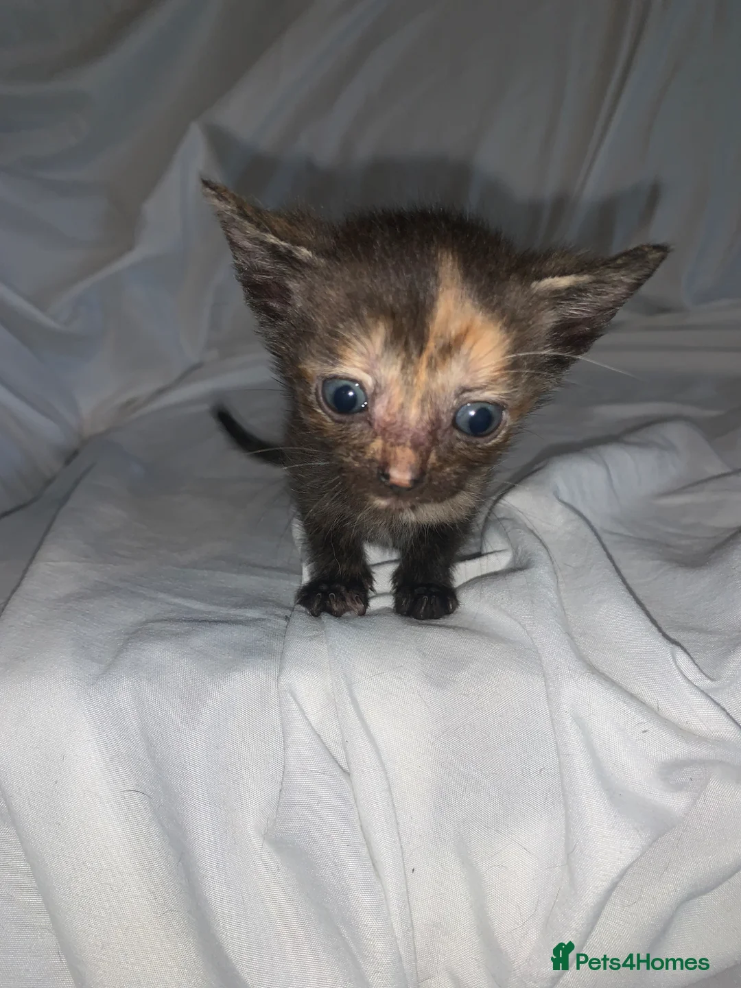 Mixed Breed cats for sale: ready to leave now! mixed kittens - Advert 12