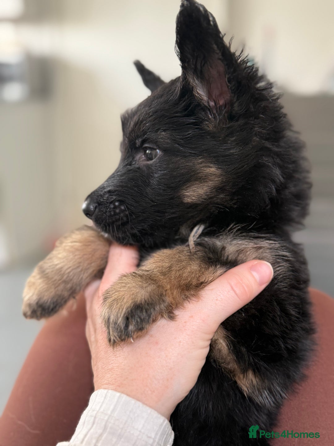 German Shepherd dogs for sale: Beautiful German Shepherd puppies  - Advert 32