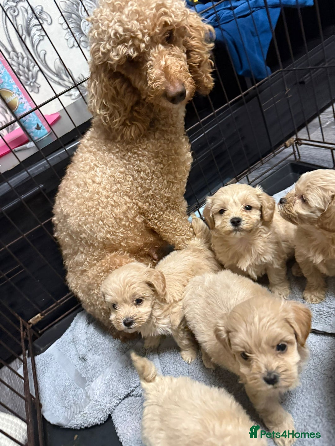 Maltipoo dogs for sale: Outstanding maltipoo - Advert 30