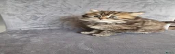 British Longhair cats for sale: Beautiful British kittens  - Advert 13