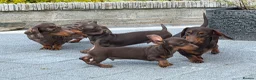 Miniature Dachshund dogs for sale: Gorgeous KC registered Miniature Dachshunds   - Advert 2