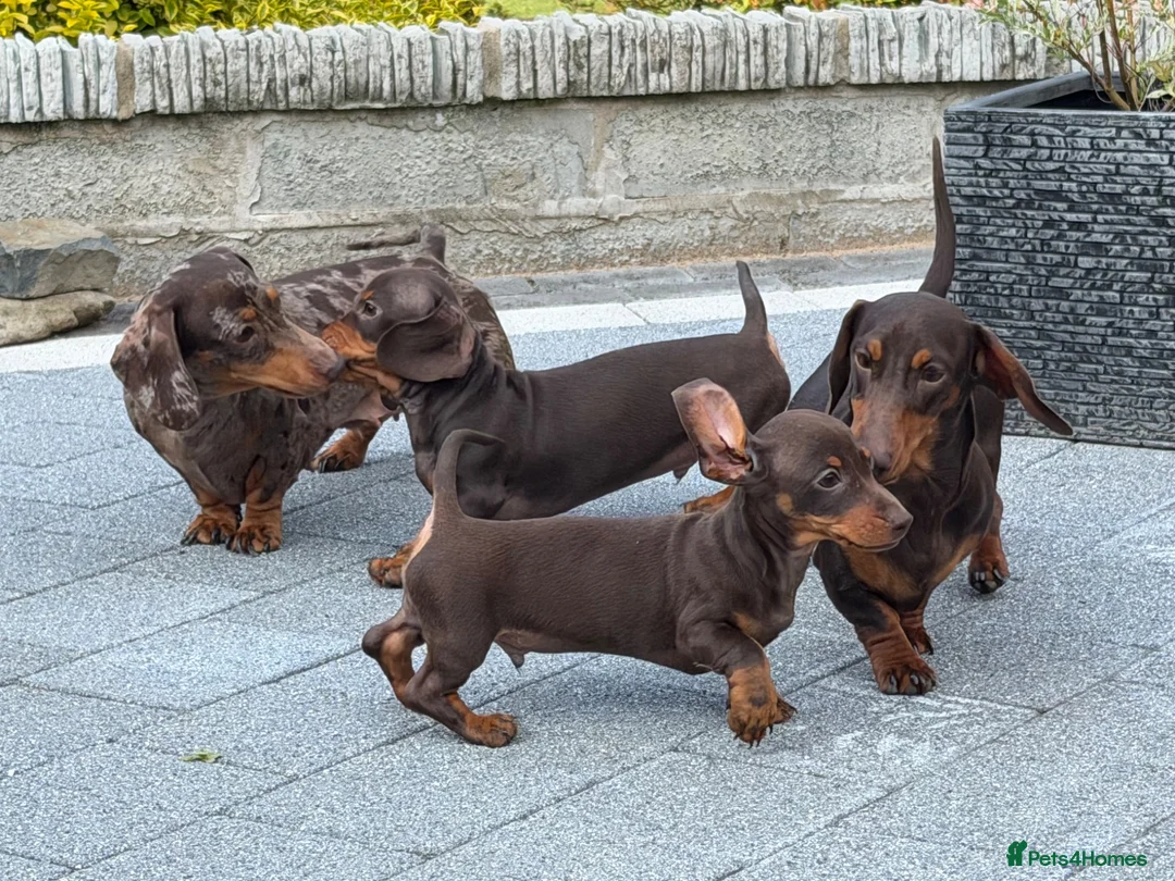 Miniature Dachshund dogs for sale: Gorgeous KC registered Miniature Dachshunds   - Advert 2