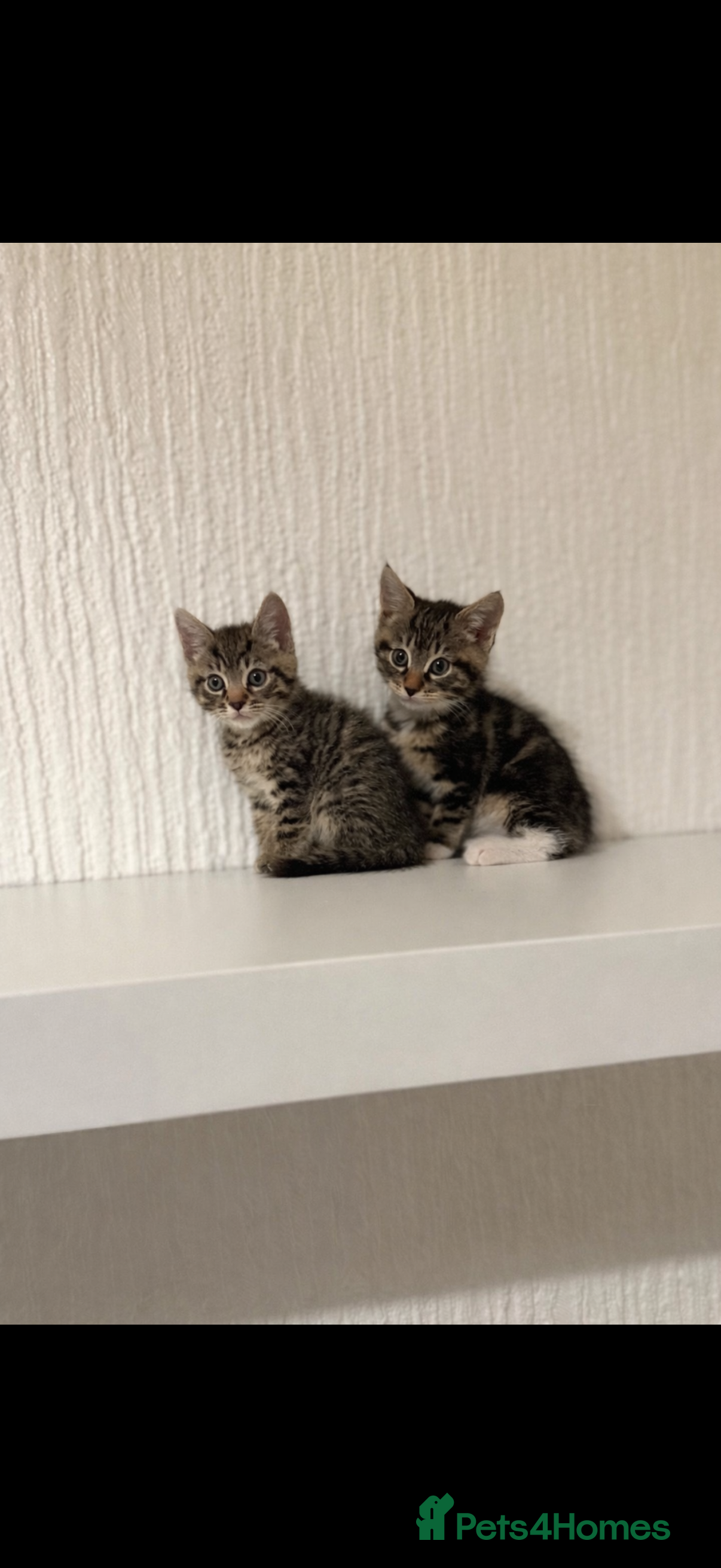 Mixed Breed cats Beautiful litter looking for forever homes ❤️ - Advert 5