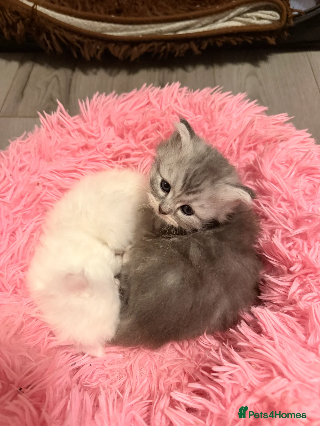 Persian cats for sale: Ready soon, 5 persian X kittens - Advert 22