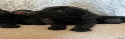 Doxiepoo dogs for sale: Ready to leave Doxiepoos, Jet Black girl and boy  - Advert 19