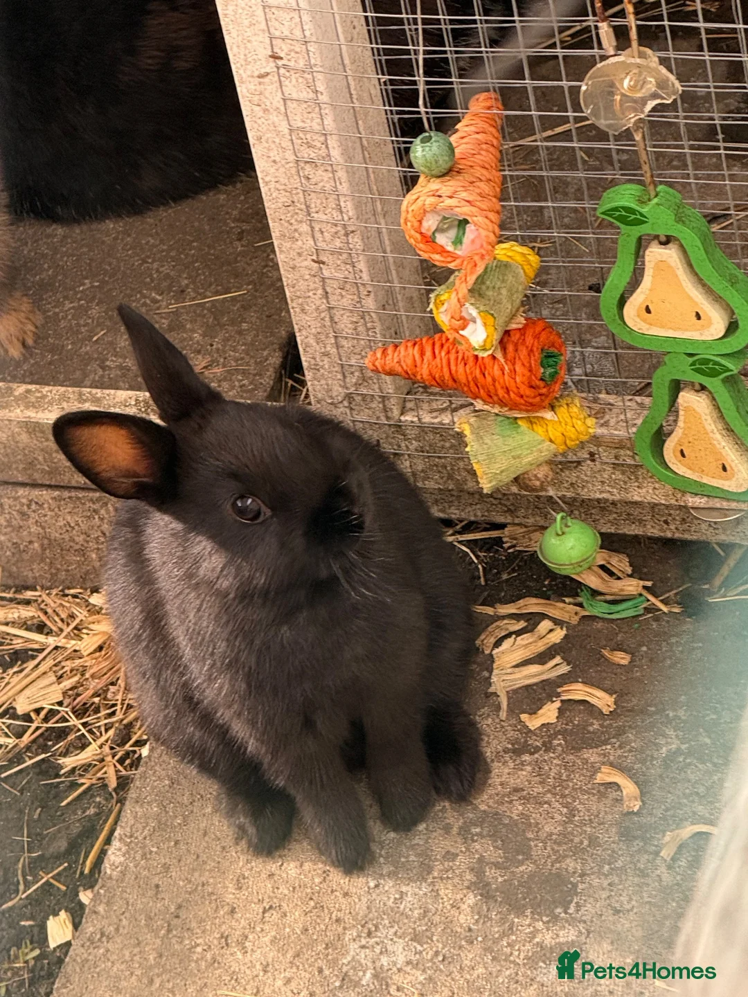 Netherland Dwarf rabbits for sale: Netherland dwarf kits - Advert 2
