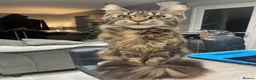 Maine Coon cats for sale: Female Maine Coon  - Advert 4