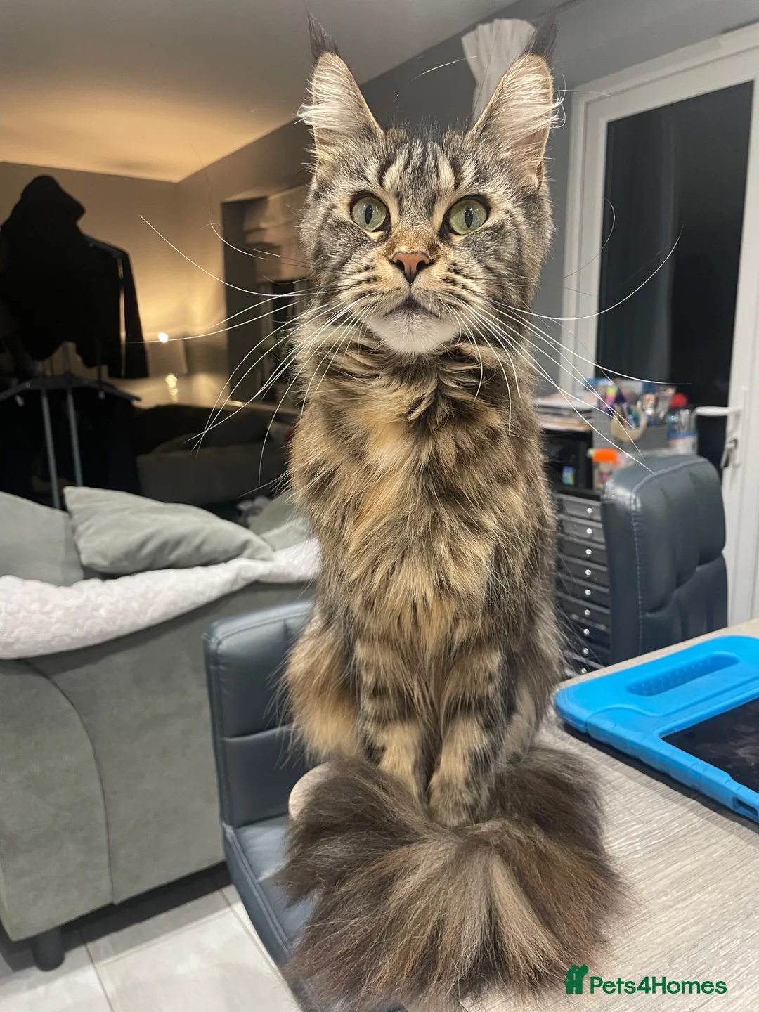 Maine Coon cats for sale: Female Maine Coon  - Advert 4