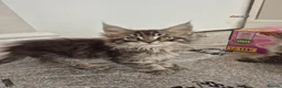 Maine Coon cats for sale: Maine Coon Kittens ready for there forever homes  - Advert 10