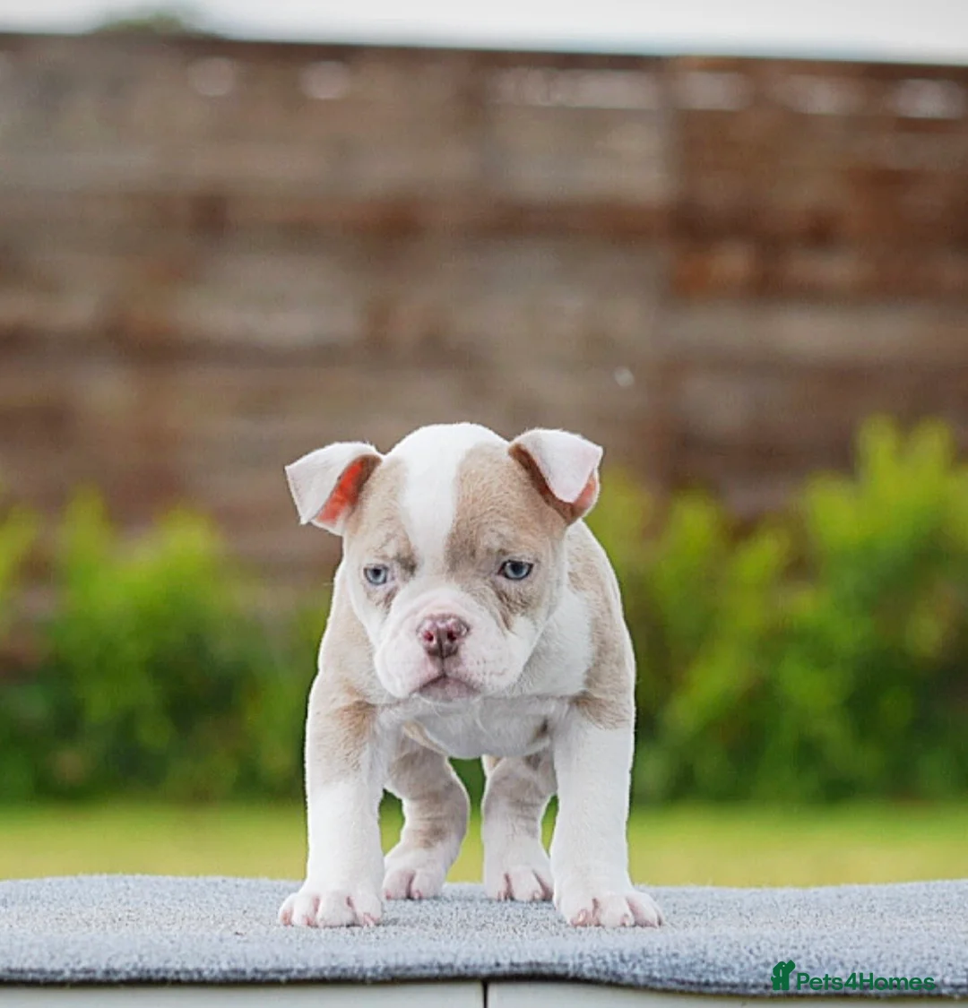 Olde English Bulldogge dogs for sale: 23❤️YEARS❤️5⭐️RATED❤️LICENSED❤️PROFESSIONALS❤️ - Advert 1