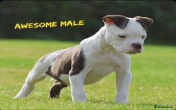 English Bulldog dogs for sale: 23 years experienced 5⭐️Rated Licensed,  - Image 9