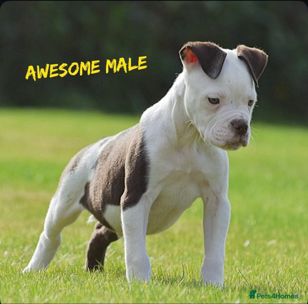 English Bulldog dogs for sale: 23 years experienced 5⭐️Rated Licensed,  - Image 9