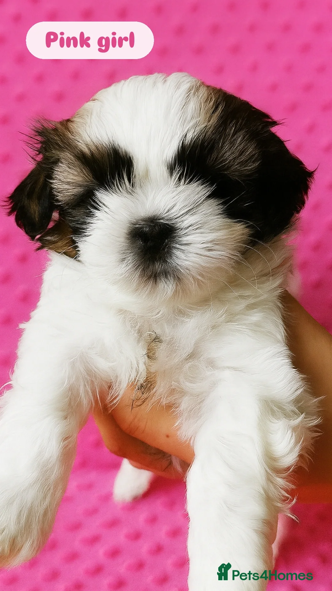 Shih Tzu dogs for sale: Shih tzu puppies 🦁🦁 🩷🩵 - Advert 5