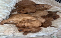 Cockapoo dogs for sale: Cockapoo puppy’s  - Image 7