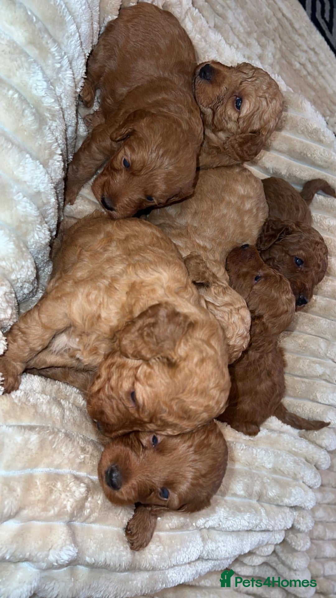 Cockapoo dogs for sale: Cockapoo puppy’s  - Image 7