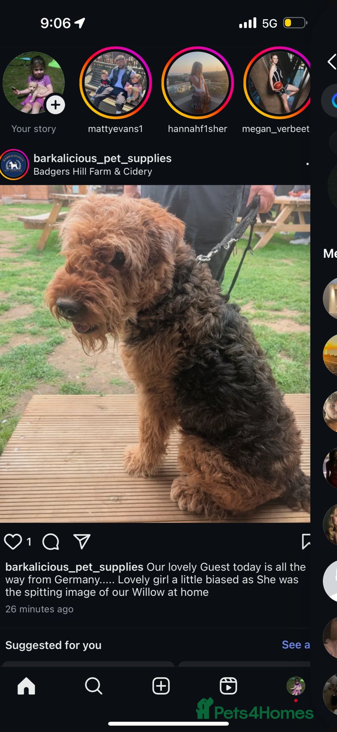 Airedale Terrier dogs for sale: Lovely Airedale  - Image 2