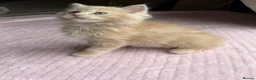 Ragdoll cats for sale: £950 Full pedigree Tica Ready now  - Advert 7