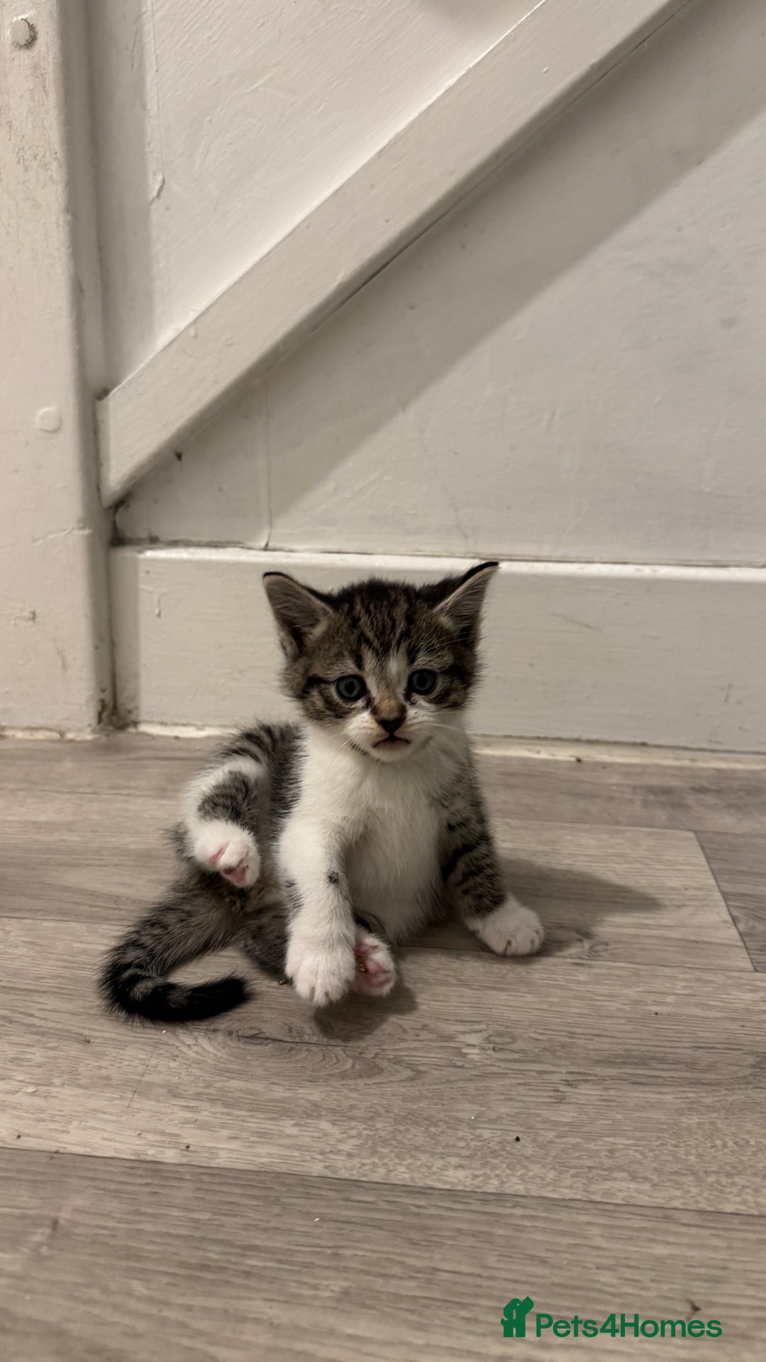 Domestic Shorthair cats for sale: 6 beautiful mixed breed kittens - Advert 3