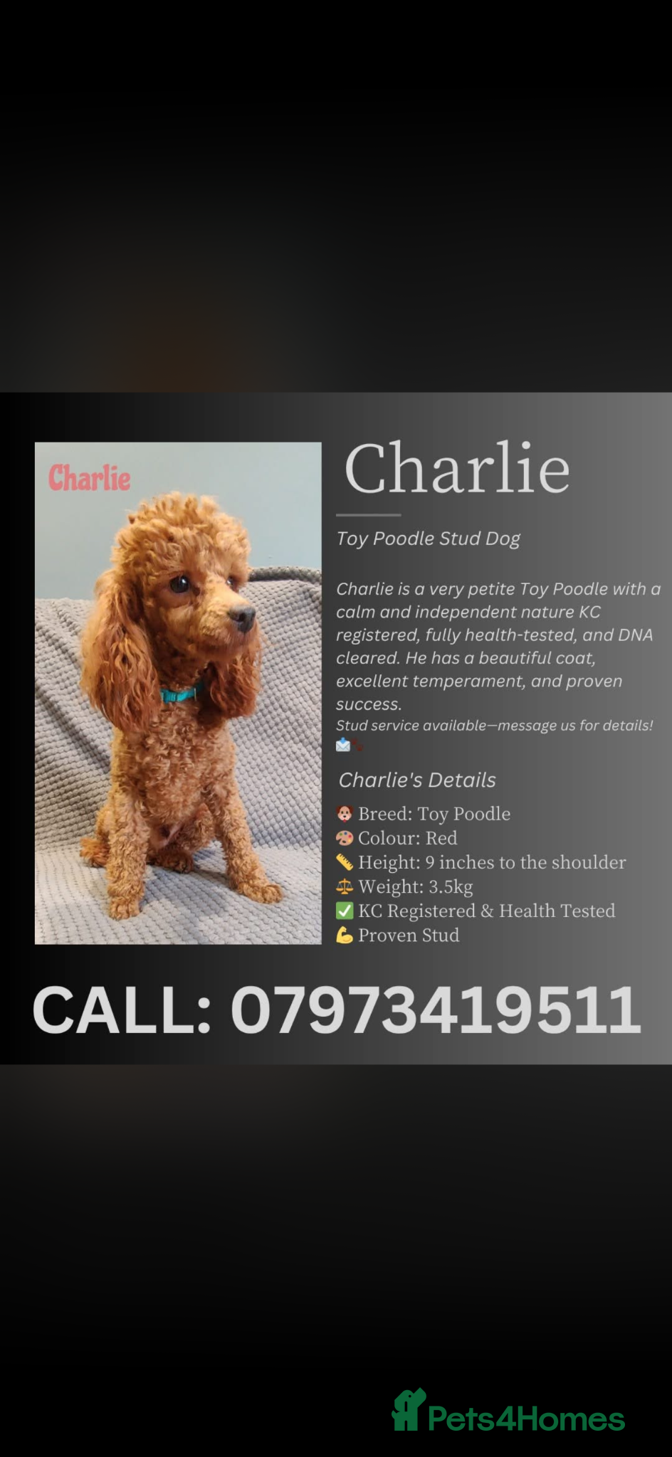 Toy Poodle dogs for sale: KC registered toy poodle puppies  - Advert 3