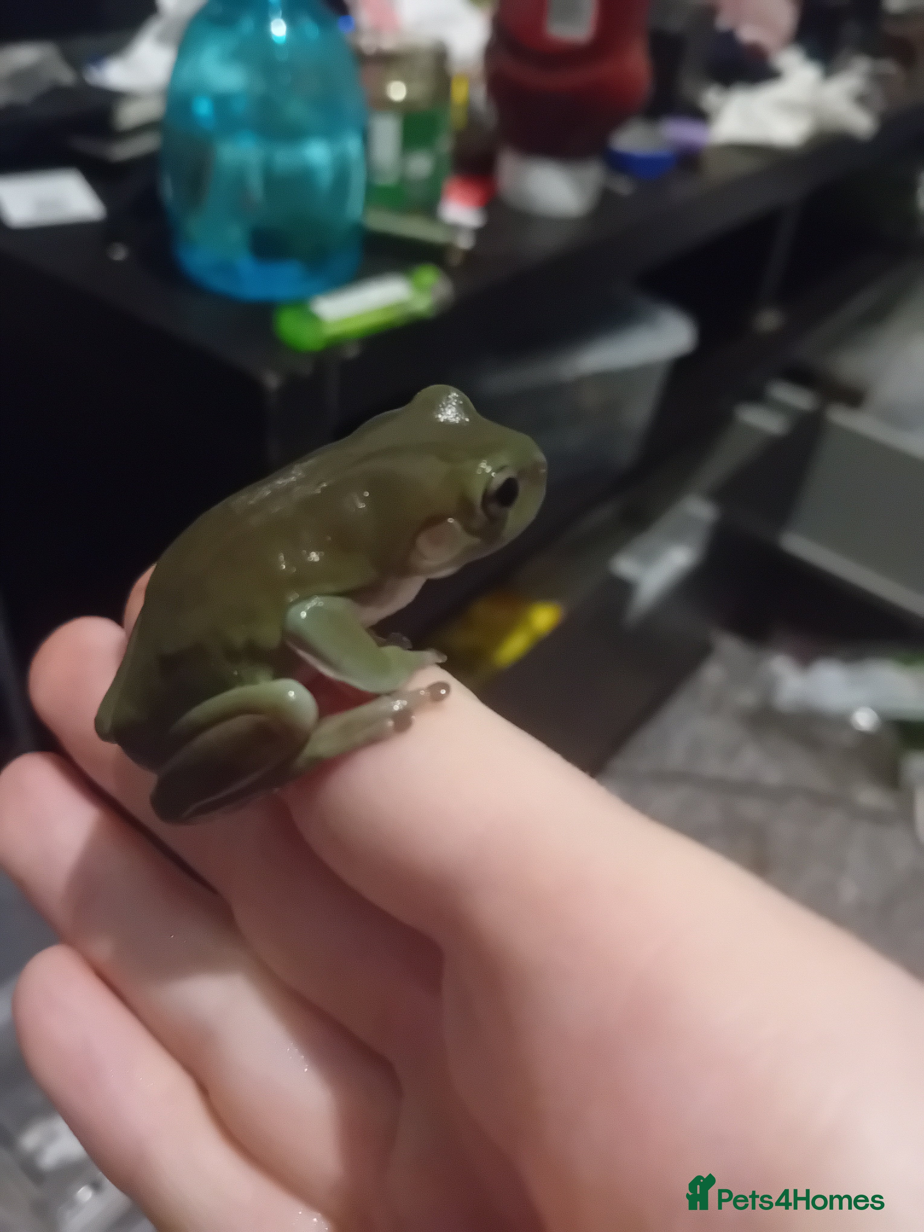 Frog reptiles Seeing white tree frogs - Advert 1