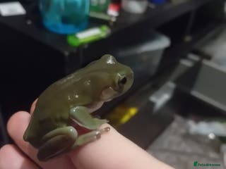 Frog reptiles Seeing white tree frogs - Advert 1