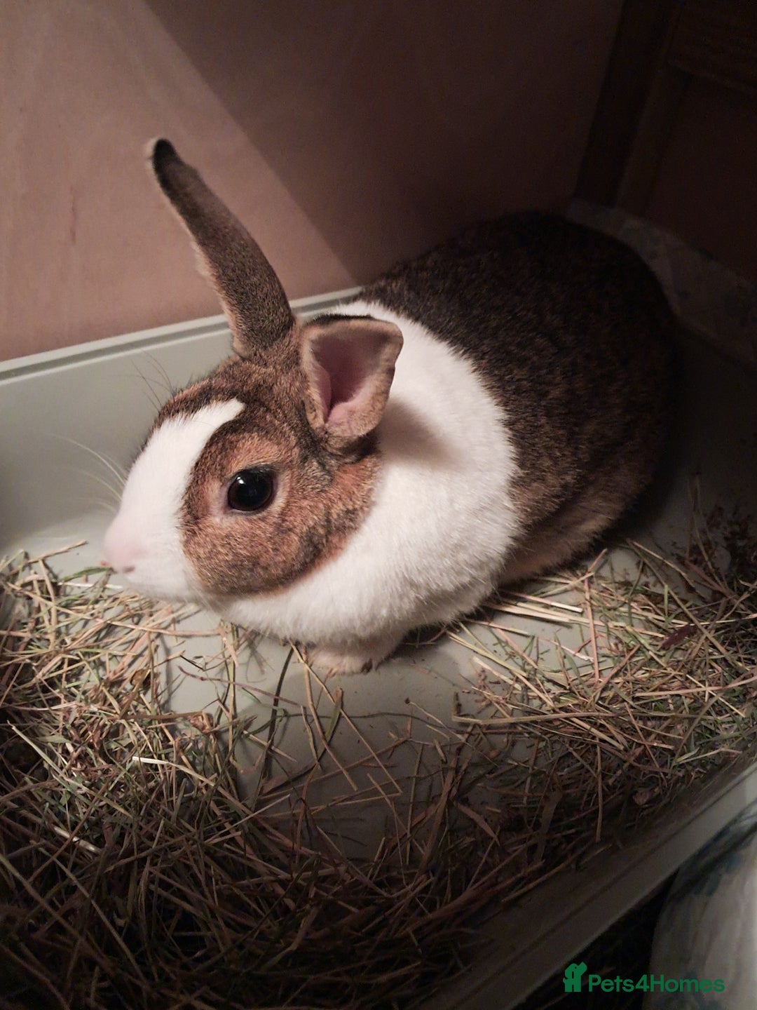 Dutch rabbits for sale: PLEASE READ - Advert 2