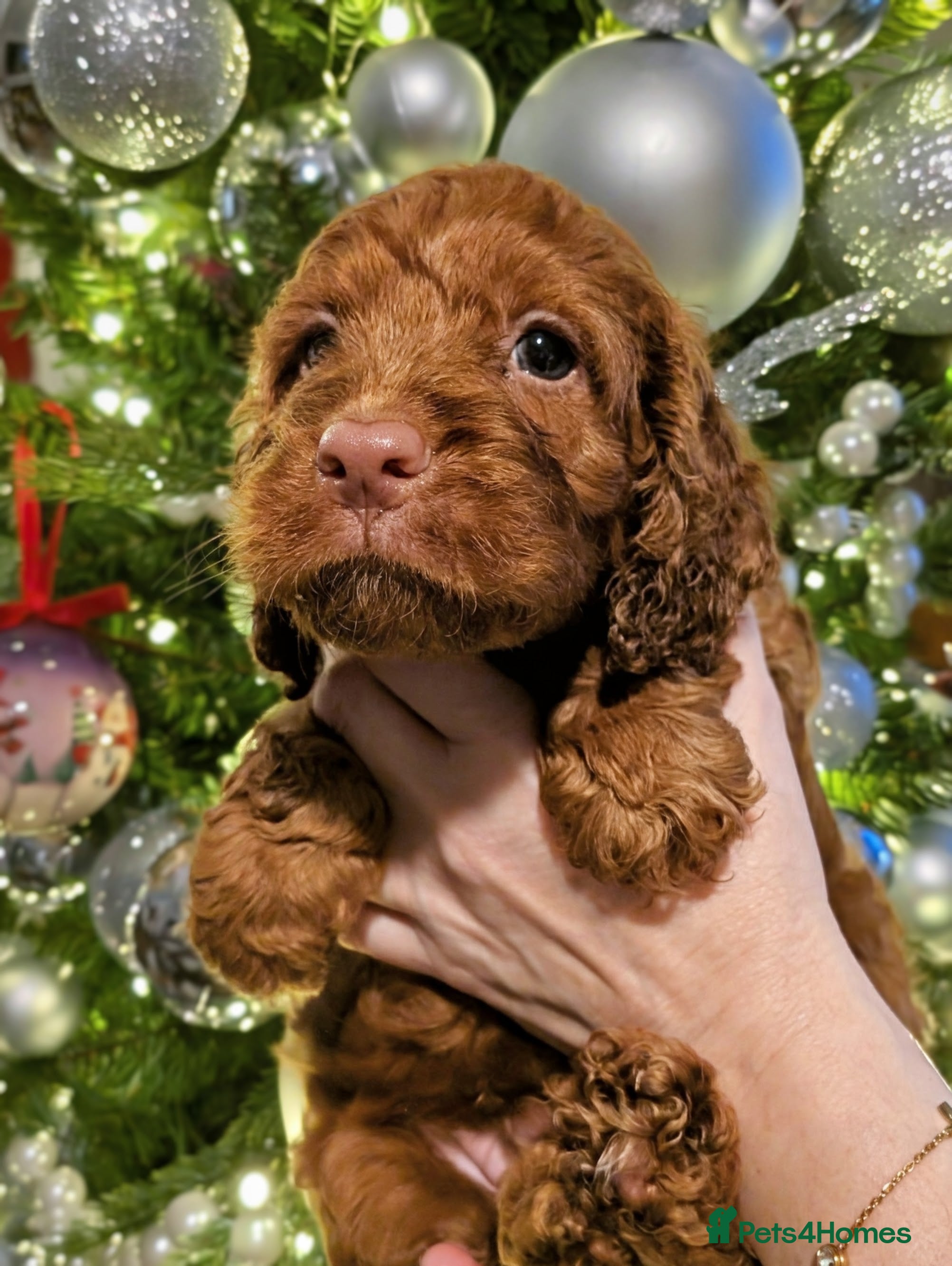 Cockapoo dogs Stunning F1 Show Toy Red Cockapoo puppies DNA ✔️ - Advert 3
