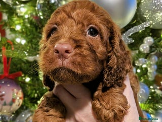 Cockapoo dogs Stunning F1 Show Toy Red Cockapoo puppies DNA ✔️ - Advert 1