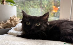 Russian Blue cats for sale: Crossed Russian Blue Kitten - Advert 11