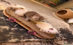 Ragdoll cats for sale: Beautiful Dolls  - Advert 1