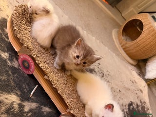 Ragdoll cats Beautiful Dolls - Advert 2