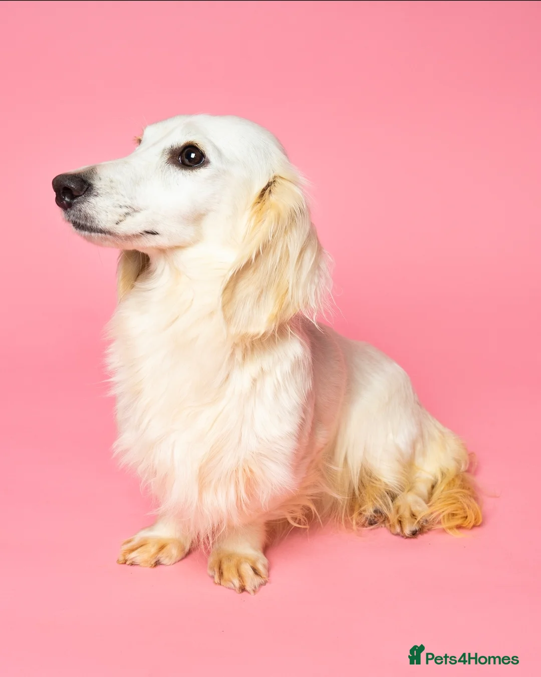 Miniature Dachshund dogs for sale: Miniature Longhaired Dachshunds  in West Bromwich - Advert 1