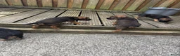 Border Terrier dogs for sale: Border terrior puppies  in Blackwood - Advert 8