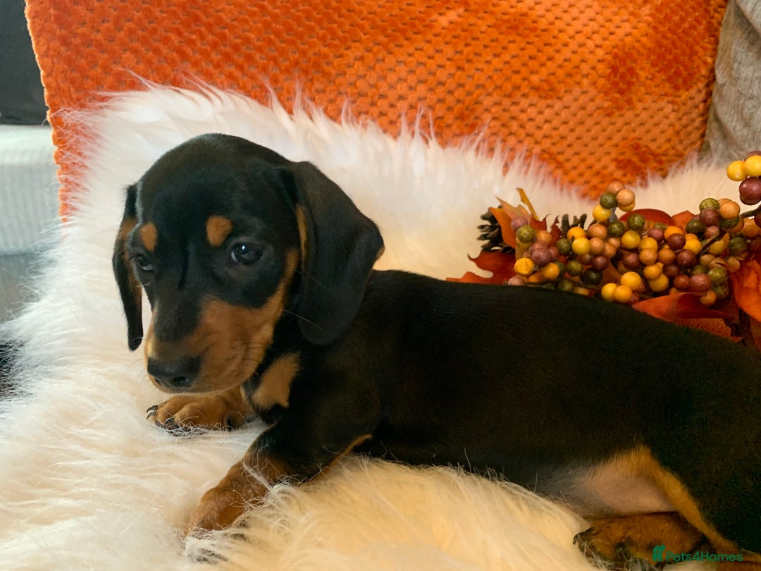 Miniature Dachshund dogs for sale: Minature daschund black and tan female available - Image 7