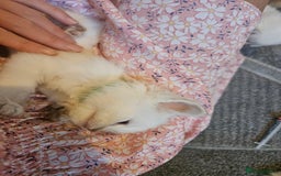 Ragdoll cats for sale: Beautiful Gccf registered ragdolls. - Image 31
