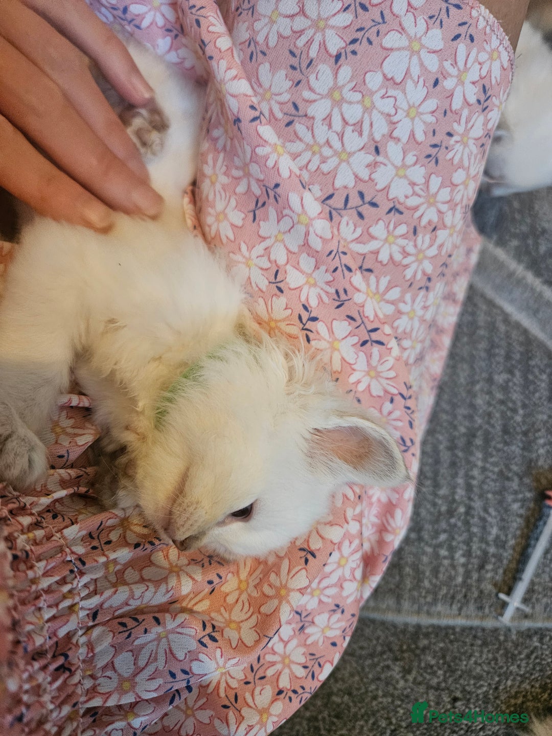Ragdoll cats for sale: Beautiful Gccf registered ragdolls. - Image 31