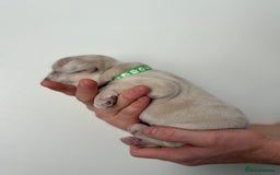 French Bulldog dogs for sale: French bulldog pedigree litter - Image 8