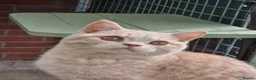 British Shorthair cats for sale: Cream colour British shorthair  in Newport - Advert 9