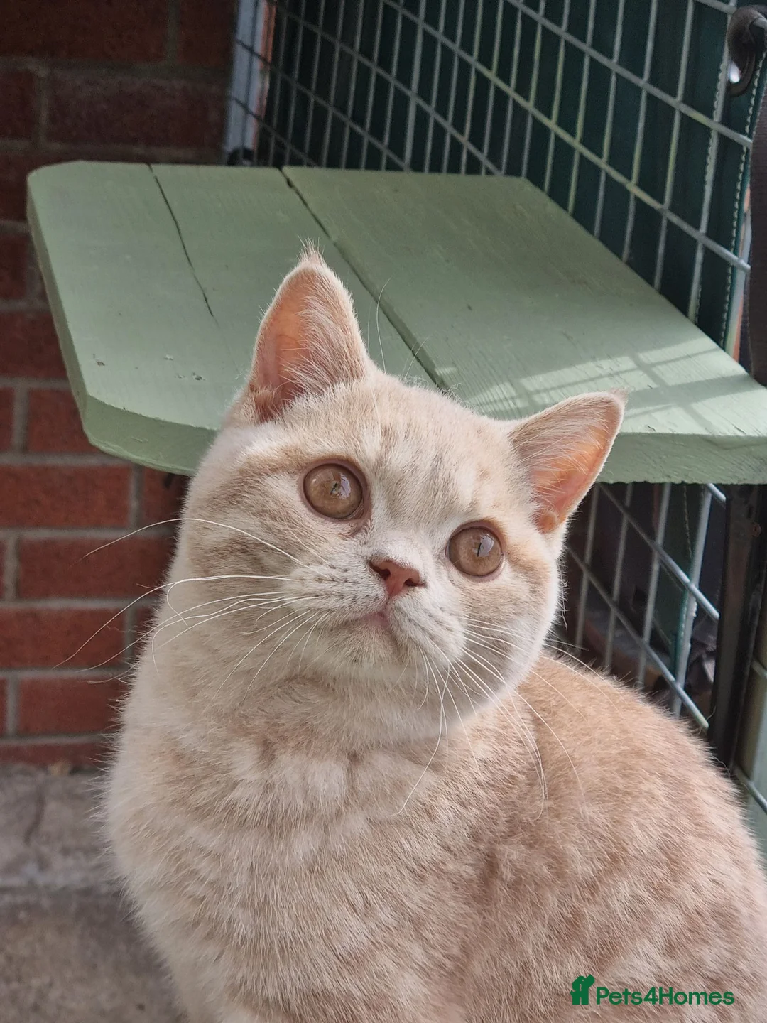British Shorthair cats for sale: Cream colour British shorthair  in Newport - Advert 9